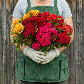 Chief Mix, Celosia Seeds
